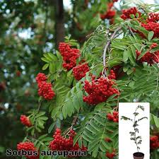 Attēlu rezultāti vaicājumam “Sorbus aucuparia”