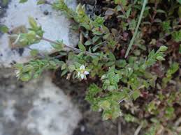 Attēlu rezultāti vaicājumam “Arenaria serpyllifolia flower”
