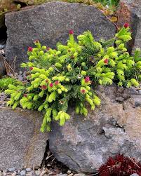 Attēlu rezultāti vaicājumam “Picea abies female flower”