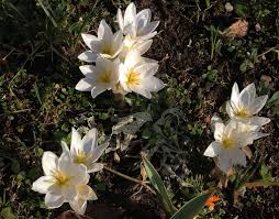 Attēlu rezultāti vaicājumam “Colchicum szovitsii subsp. szovitsii flower”