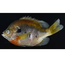 Image result for Archosargus rhomboidalis