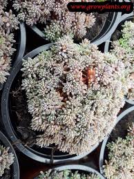 Attēlu rezultāti vaicājumam “Sedum hispanicum”