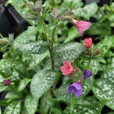 Image result for Pulmonaria Silverado