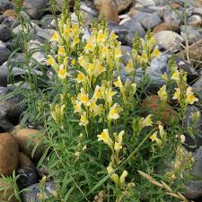 Attēlu rezultāti vaicājumam “Linaria loeselii bud”