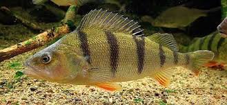 Attēlu rezultāti vaicājumam “Perca fluviatilis”