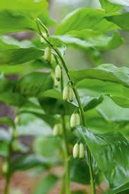 Attēlu rezultāti vaicājumam “Polygonatum multiflorum  leaf”