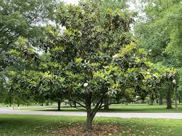 Attēlu rezultāti vaicājumam “Magnolia”