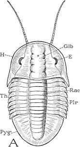 Attēlu rezultāti vaicājumam “Strongylosoma pallipes”