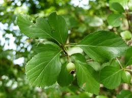 Attēlu rezultāti vaicājumam “Crataegus”