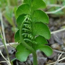 Attēlu rezultāti vaicājumam “Botrychium lunaria”