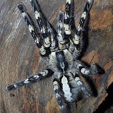 Attēlu rezultāti vaicājumam “Pyralis regalis”