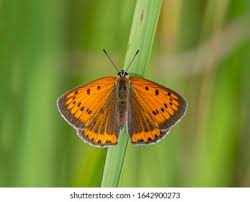 Attēlu rezultāti vaicājumam “Lycaena dispar male”