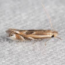 Attēlu rezultāti vaicājumam “Bucculatricidae”