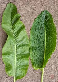 Attēlu rezultāti vaicājumam “Armoracia rusticana”