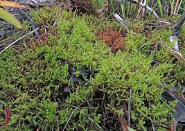 Attēlu rezultāti vaicājumam “Sanionia uncinata  sporophyte”