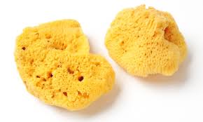 Attēlu rezultāti vaicājumam “Spongia”