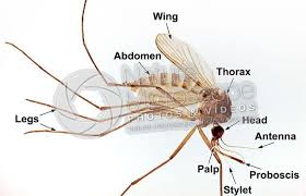 Attēlu rezultāti vaicājumam “Culex pipiens”