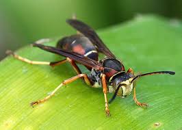 Attēlu rezultāti vaicājumam “Polistes”