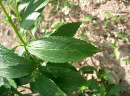 Attēlu rezultāti vaicājumam “Forsythia suspensa”