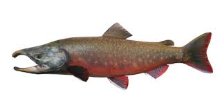 Image result for Salvelinus malma