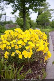 Attēlu rezultāti vaicājumam “Oenothera rubricauli flower”