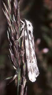 Attēlu rezultāti vaicājumam “Coscinia cribraria”