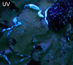 Attēlu rezultāti vaicājumam “Cetrelia sp.”