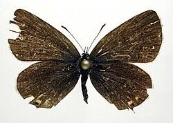 Attēlu rezultāti vaicājumam “Everes argiades underside”