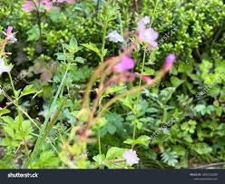 Attēlu rezultāti vaicājumam “Epilobium montanum flower”