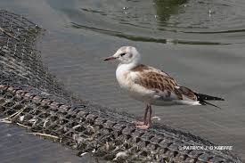 Attēlu rezultāti vaicājumam “Larus ridibundus juvenile”