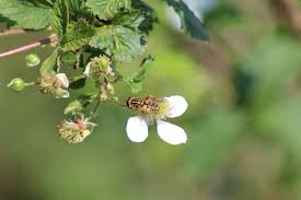 Attēlu rezultāti vaicājumam “Helophilus pendulus”