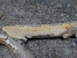 Attēlu rezultāti vaicājumam “Perenniporia medulla-panis”