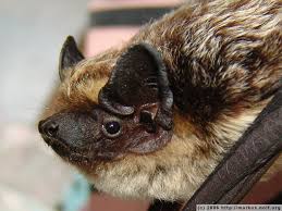Attēlu rezultāti vaicājumam “Vespertilio murinus”