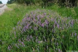 Attēlu rezultāti vaicājumam “Vicia cracca flower”