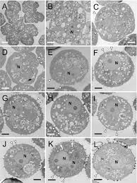Attēlu rezultāti vaicājumam “Trichia alpina young”
