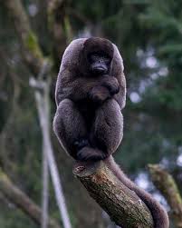 Attēlu rezultāti vaicājumam “Hemitrichia leiotricha macro”