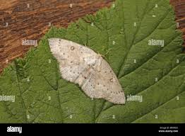 Attēlu rezultāti vaicājumam “Cyclophora albipunctata”
