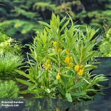 Attēlu rezultāti vaicājumam “Lysimachia thyrsiflora leaf”