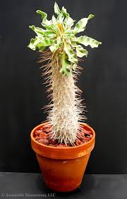 Attēlu rezultāti vaicājumam “Apocynaceae”