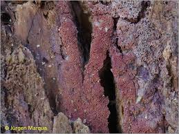 Attēlu rezultāti vaicājumam “Ceriporia excelsa”