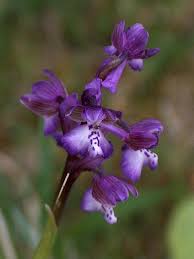 Attēlu rezultāti vaicājumam “Orchis morio”