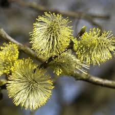 Attēlu rezultāti vaicājumam “Salix aurita flower”