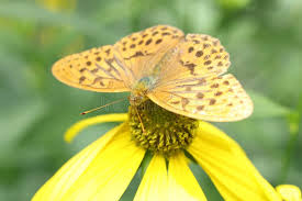 Attēlu rezultāti vaicājumam “Argynnis adippe female”