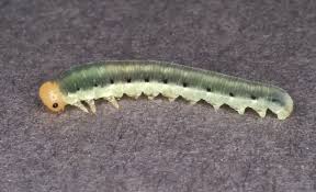 Attēlu rezultāti vaicājumam “Tenthredinidae”