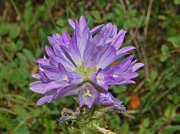 Image result for Campanula spicata