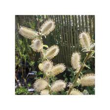 Attēlu rezultāti vaicājumam “Salix x doniana flower”