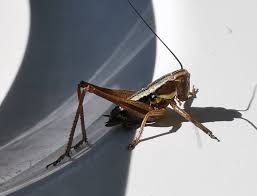 Attēlu rezultāti vaicājumam “Metrioptera roeselii”