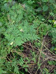 Attēlu rezultāti vaicājumam “Astragalus arenarius leaf”