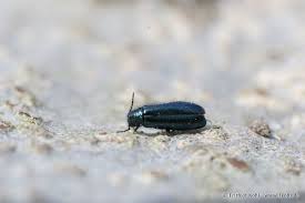 Attēlu rezultāti vaicājumam “Dasytes caeruleus imago”