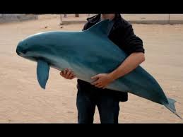 Image result for Phocoena phocoena